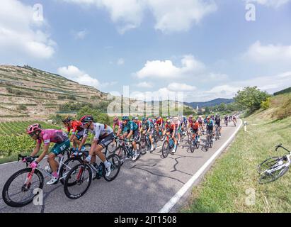 Vogtsburg im Kaiserstuhl, Allemagne. 27th août 2022. Les cyclistes se dirigeent vers le village d'Oberbergen dans le peloton de la troisième étape du Tour d'Allemagne. L'étape 3rd du Tour d'Allemagne mène de Fribourg à travers le Breisgau et le Land de Markgräfler jusqu'au Schauinsland. Credit: Philipp von Ditfurth/dpa/Alay Live News Banque D'Images