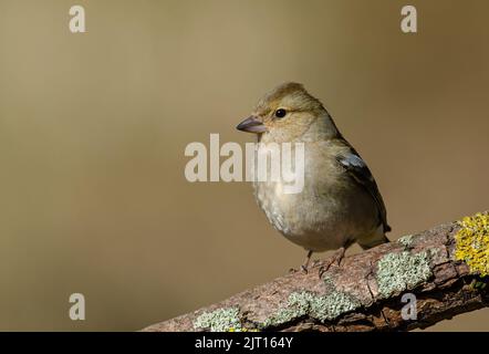 Femme Chaffinch (Fringilla coelebs) dans un cadre boisé. Assis sur une branche couverte de lichen. L'arrière-plan est bien flou Banque D'Images