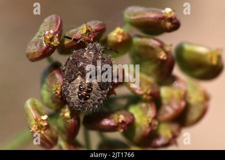 Insecte de protection des cheveux alias sloe Bug Dolycoris baccarum nymph Banque D'Images