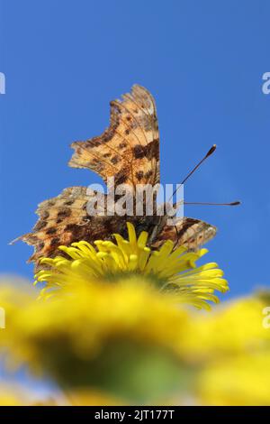 Comma Butterfly Polygonia c-album Banque D'Images