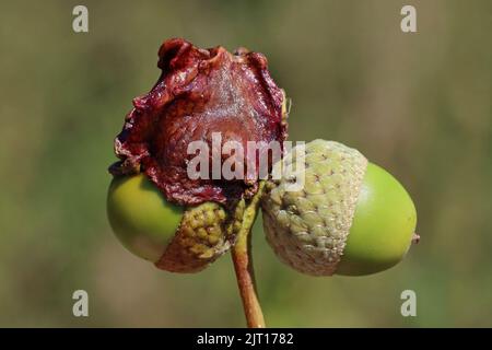 Chêne Knopper Gall sur Acorn causé par le Gall Wasp Andricus quercuscalicis Banque D'Images