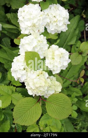 Bague de boule de neige japonaise (Viburnum plicatum) Banque D'Images