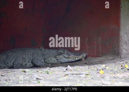 Crocodile prend le repos dans les ombres dans une cage Banque D'Images