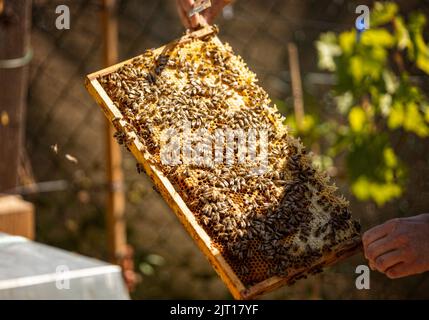 Un gros plan d'un cadre de ruche recouvert de peigne et d'abeilles. Banque D'Images
