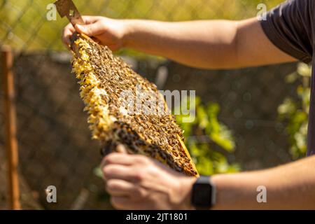 Un gros plan d'un cadre de ruche recouvert de peigne et d'abeilles. Banque D'Images