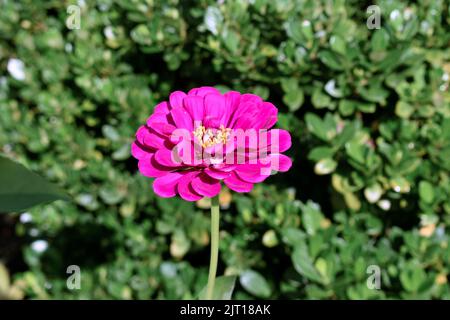 fleurs roses reflétant sous la lumière du soleil Banque D'Images