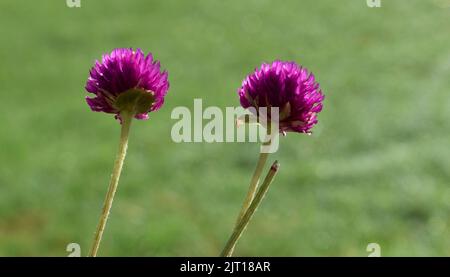fleurs roses reflétant sous la lumière du soleil Banque D'Images