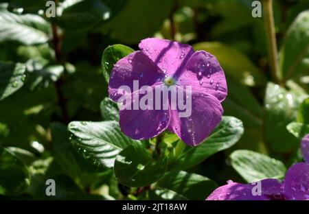 fleurs roses reflétant sous la lumière du soleil Banque D'Images