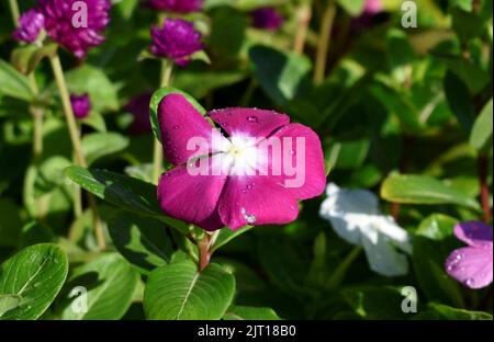 fleurs roses reflétant sous la lumière du soleil Banque D'Images