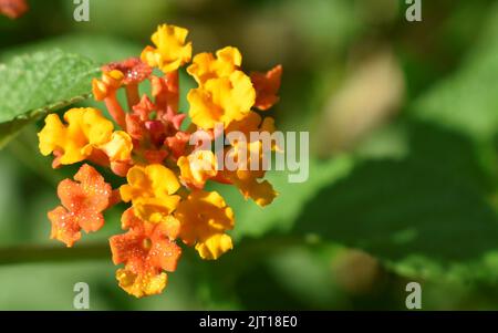 fleurs roses reflétant sous la lumière du soleil Banque D'Images