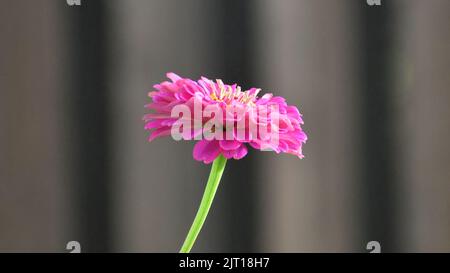 fleurs roses reflétant sous la lumière du soleil Banque D'Images
