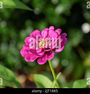 fleurs roses reflétant sous la lumière du soleil Banque D'Images