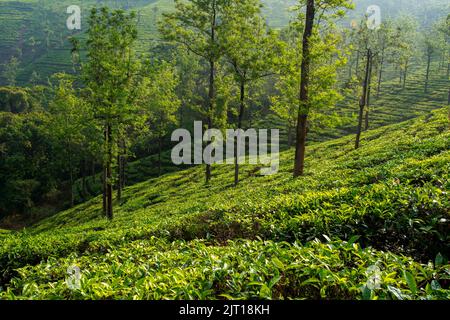 Vue du matin de la plantation de thé dans les collines de Nilgiri Banque D'Images