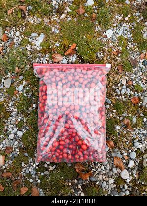 Les canneberges d'un sac reposent sur le sol, au milieu de l'herbe verte et des feuilles jaunes Banque D'Images