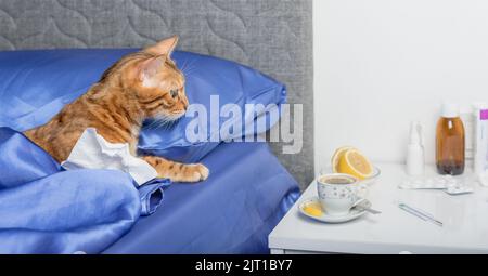 Un chat avec un mouchoir d'un froid dans ses pattes. Traitement du rhume et de la grippe. Banque D'Images