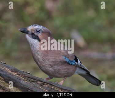 jay eurasien à la recherche de nourriture autour du sol boisé. Banque D'Images