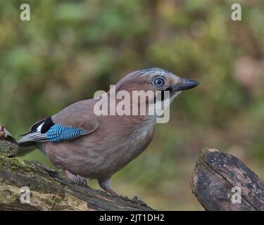 jay eurasien à la recherche de nourriture autour du sol boisé. Banque D'Images