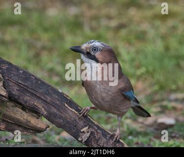 jay eurasien à la recherche de nourriture autour du sol boisé. Banque D'Images