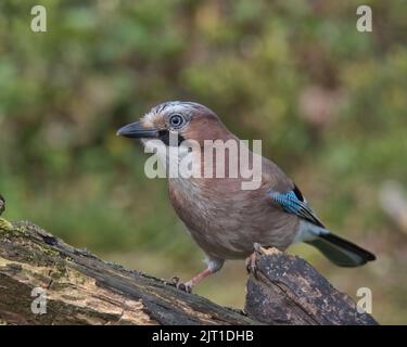 jay eurasien à la recherche de nourriture autour du sol boisé. Banque D'Images