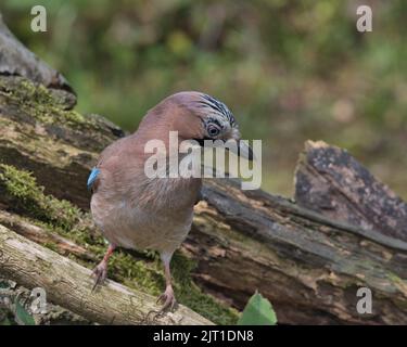 jay eurasien à la recherche de nourriture autour du sol boisé. Banque D'Images