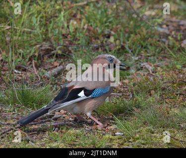 jay eurasien à la recherche de nourriture autour du sol boisé. Banque D'Images