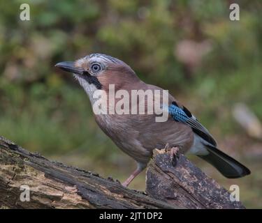 jay eurasien à la recherche de nourriture autour du sol boisé. Banque D'Images