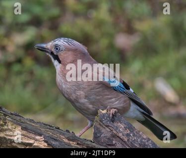 jay eurasien à la recherche de nourriture autour du sol boisé. Banque D'Images