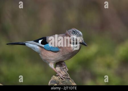 jay eurasien à la recherche de nourriture autour du sol boisé. Banque D'Images