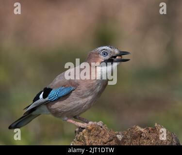 jay eurasien à la recherche de nourriture autour du sol boisé. Banque D'Images