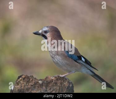 jay eurasien à la recherche de nourriture autour du sol boisé. Banque D'Images