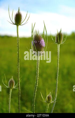 Gros plan de fleurs de thé sauvage dans un pré Banque D'Images
