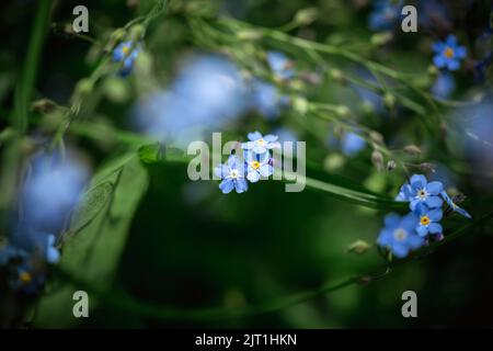 magnifiques fleurs bleues oubliées. nature, été, fond naturel, gros plan, macro Banque D'Images