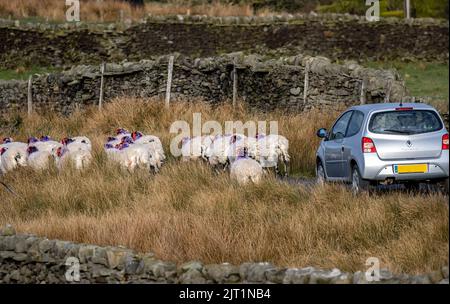 Troupeau de moutons marécageuses causant un blocage routier sur une voie de campagne dans le North Yorkshire, Angleterre, Royaume-Uni Banque D'Images