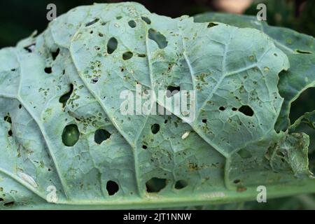 Chou blanc sur le dessous d'une feuille de chou Banque D'Images