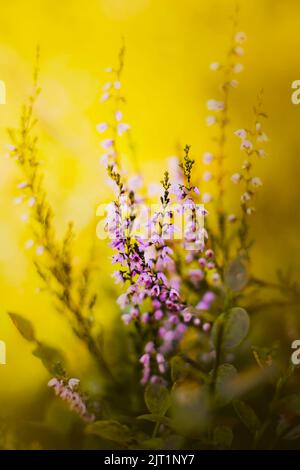 Belle guérison des fleurs de bruyère rose fleurissent dans le champ lors d'une chaude journée ensoleillée d'été. Plantes sauvages. Banque D'Images