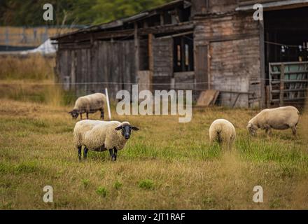 Moutons à la ferme locale. Un groupe de moutons sur un peuplement de pâturage à côté l'un de l'autre. Un petit troupeau de moutons du Suffolk avec le visage et les jambes noirs dans un été moi Banque D'Images