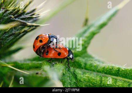 Un gros plan des coccinelles de l'accouplement sur les feuilles vertes Banque D'Images