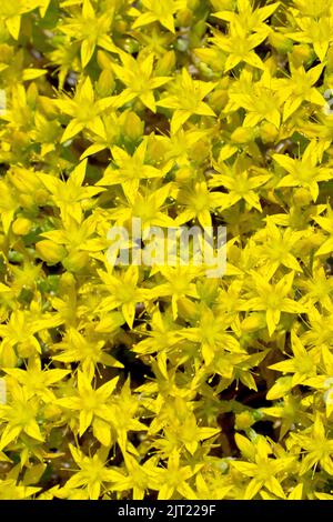 Piquant Stonecrop ou Wallpepper (acre de sédum), gros plan sur les fleurs jaunes du succulent qui poussent d'un vieux mur. Banque D'Images