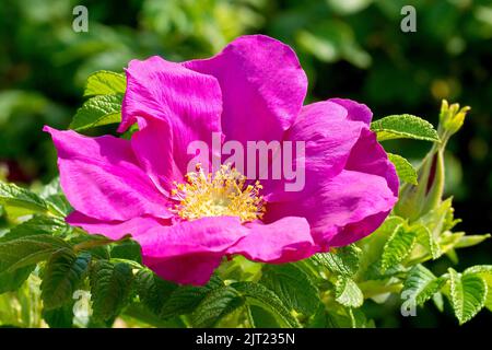 Rose sauvage ou rose japonaise (rosa rugosa rubra), gros plan d'une seule grande fleur rose de l'arbuste communément planté et naturalisé. Banque D'Images