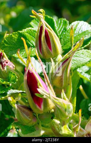 Rose sauvage ou rose japonaise (rosa rugosa rubra), gros plan d'un groupe de grands boutons de fleurs ou de rosebuds roses. Banque D'Images