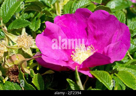 Rose sauvage ou rose japonaise (rosa rugosa rubra), gros plan d'une seule grande fleur rose de l'arbuste communément planté et naturalisé. Banque D'Images