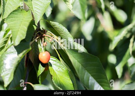 Baies mûres de cerises rouges et sucrées suspendues à une branche d'arbre avant la récolte au début de l'été. Un arbre aux fruits rouges à la cerise, délicieux et juteux Banque D'Images