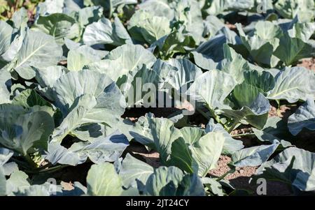 L'agresseur blanc de chou frais pousse dans les lits. Gros plan. Le chou aux feuilles qui s'étendent mûrit dans le jardin. Culture du chou. Chou hy Banque D'Images