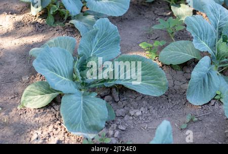 L'agresseur blanc de chou frais pousse dans les lits. Gros plan. Le chou aux feuilles qui s'étendent mûrit dans le jardin. Culture du chou. Chou hy Banque D'Images