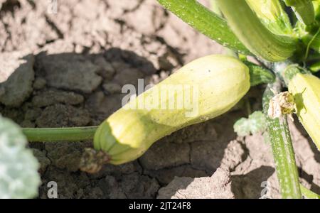 Zucchini plante avec beaucoup de fruits dans un potager. La courgette verte fraîche pousse dans le jardin entre les feuilles. Légumes biologiques à la ferme. T Banque D'Images