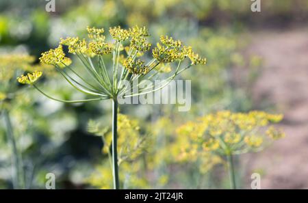Arrière-plan avec l'ombelle de l'aneth. plante de jardin. Aneth parfumé sur un lit dans le jardin. Aneth grandissant. Aneth dans le jardin. Parapluie aromatique eurasien Banque D'Images