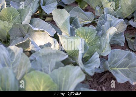 L'agresseur blanc de chou frais pousse dans les lits. Gros plan. Le chou aux feuilles qui s'étendent mûrit dans le jardin. Culture du chou. Chou hy Banque D'Images