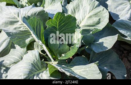 L'agresseur blanc de chou frais pousse dans les lits. Gros plan. Le chou aux feuilles qui s'étendent mûrit dans le jardin. Culture du chou. Chou hy Banque D'Images