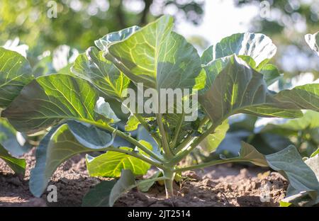 L'agresseur blanc de chou frais pousse dans les lits. Gros plan. Le chou aux feuilles qui s'étendent mûrit dans le jardin. Culture du chou. Chou hy Banque D'Images