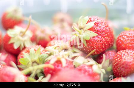 Un seau complet de fraises fraîchement cueillies dans le jardin d'été. Gros plan des fraises dans un panier en plastique. Fruits biologiques et frais à un fermier ma Banque D'Images